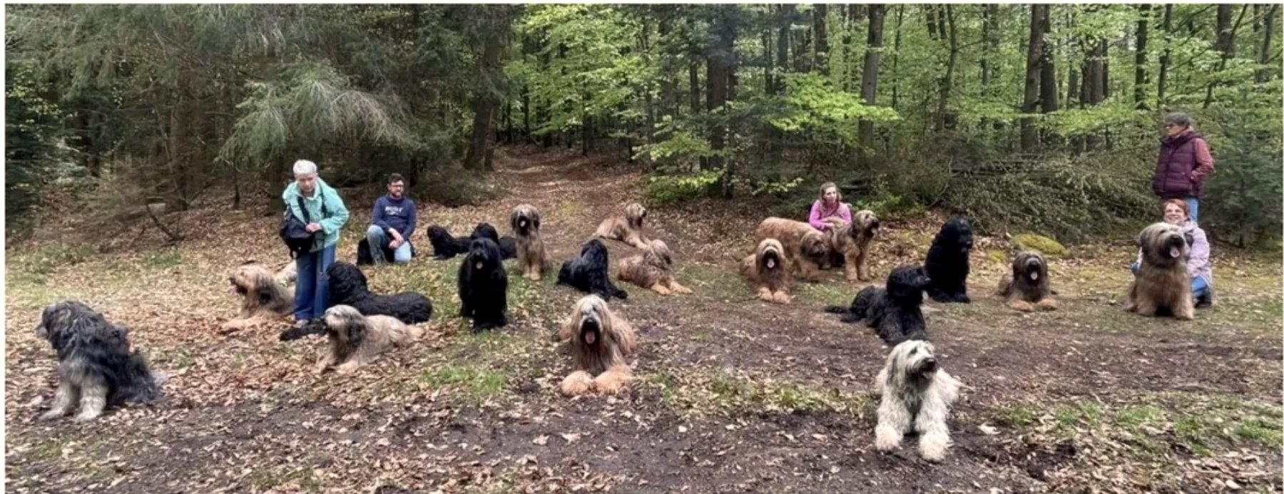 Gruppentraining mit Briards im Wald