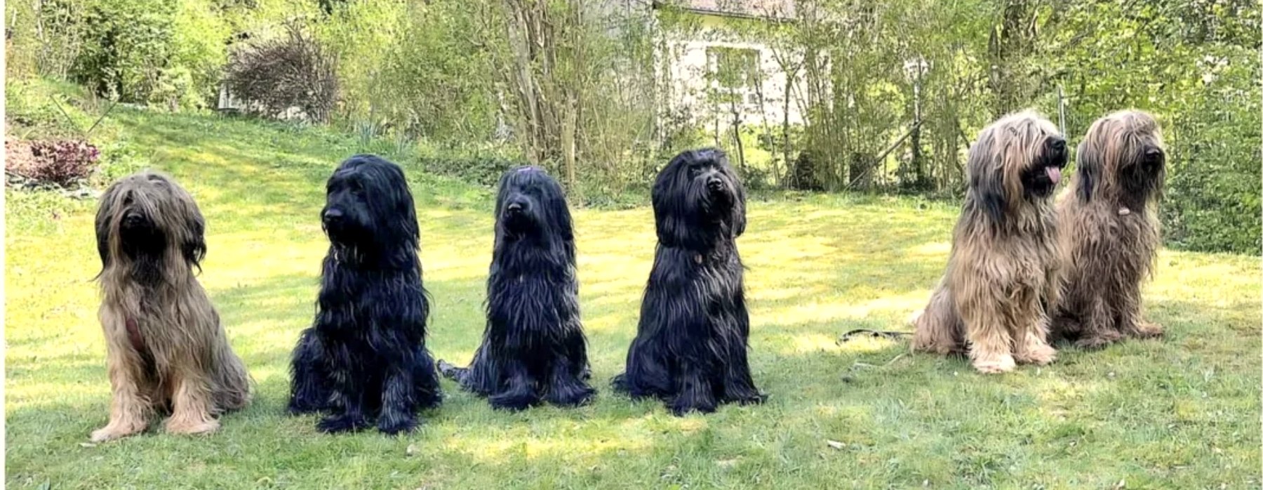 Briards sitzen aufgereiht auf der Wiese
