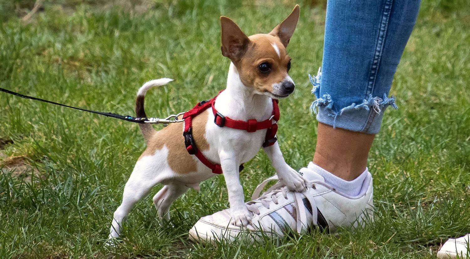 Kleiner Hund legt die Pfote auf den Schuh seiner Halterin