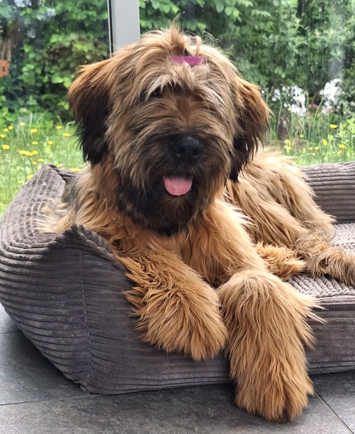 Junger Briard entspannt im Hundebett